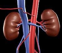 Kidney and Urinary Tract Health